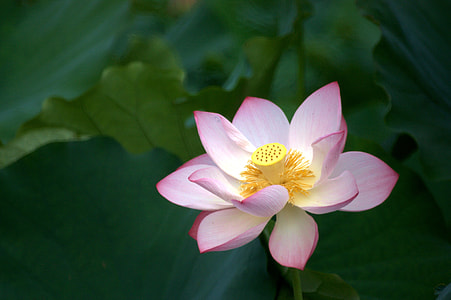 closeup photo of pink and white petaled flower thumbnail