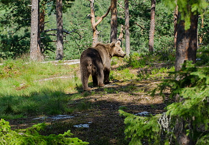 brown bear on forest during daytime thumbnail