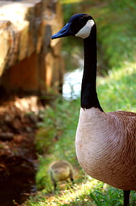 Brown Black and White Goose in Tilt Shift Lens thumbnail