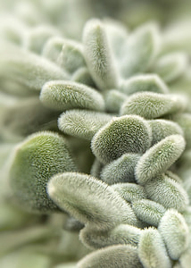 Succulent, Thick Sheet Greenhouse thumbnail