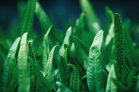 shallow focus photography of green grass thumbnail
