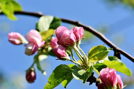 selective focus photo of pink petaled flowers thumbnail