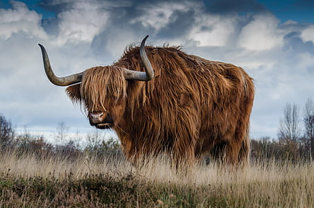 Brown Yak on Green and Brown Grass Field thumbnail