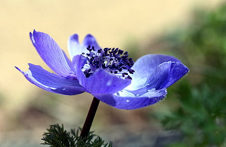 depth of field photography of purple anemone flower thumbnail