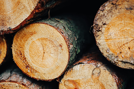 Wood trunks Wall thumbnail