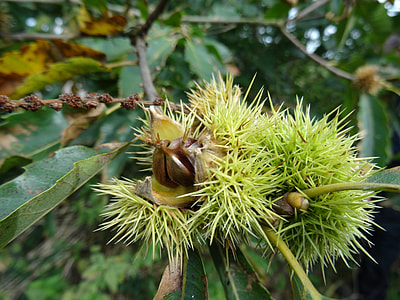 Garden 20 Year Old Chestnut Tree thumbnail