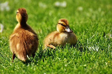 selective focus photo of two brown ducklings on bed of green grasses thumbnail