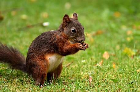 squirrel on ground thumbnail