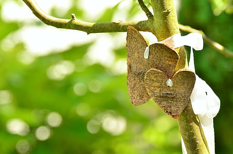 close shot of gray tree branch thumbnail