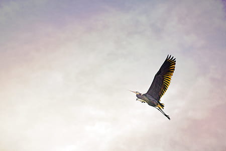 flying brown and white long-beaked long-legged bird thumbnail