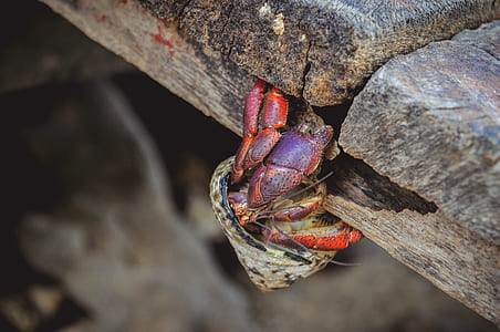 macro photography crab on wall thumbnail