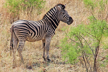 zebra in grass field during daytime thumbnail