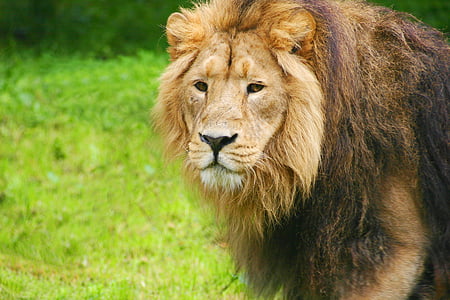photo of brown lion thumbnail