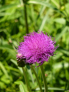 purple thistle flower thumbnail