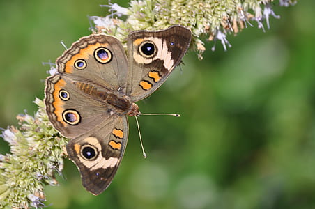 selective focus photography of common buckeye butterfly perched on green moss thumbnail