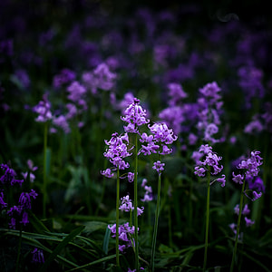 purple bluebells flower field during daytime thumbnail