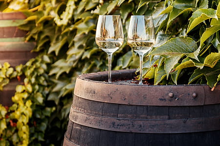 Wine barrel with two glasses of white wine by vineyard thumbnail