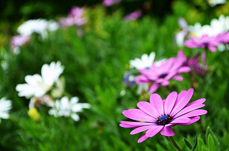 selective focus photo of purple osteospermum flower in bloom thumbnail