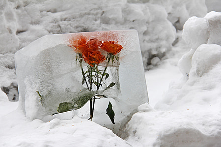 close-up photography of red rose flower thumbnail