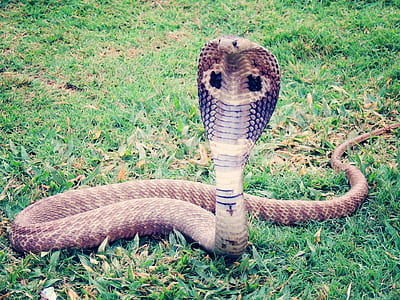 gray king cobra on green grass field thumbnail