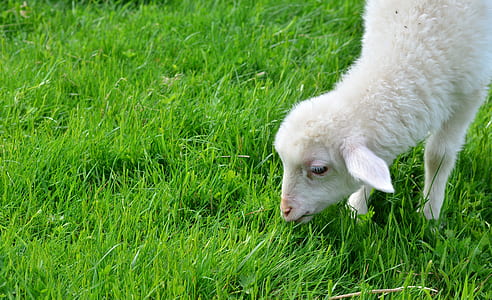 white sheep eating grass thumbnail