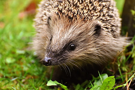 close-up photography of hedgehog on green grass thumbnail