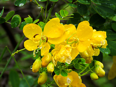 closeup photography of yellow petaled flower thumbnail