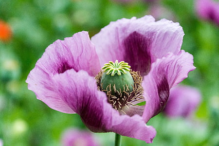 purple poppy in bloom close up photo thumbnail