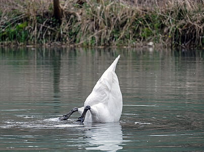 white duck thumbnail
