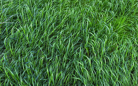 nature, field, pattern, agriculture thumbnail