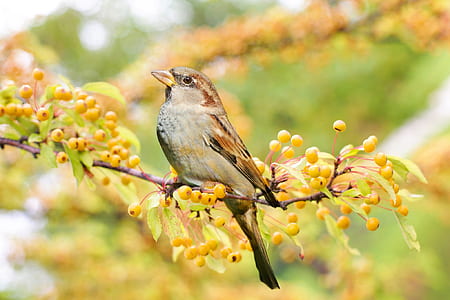 brown hummingbird perched on a branch thumbnail