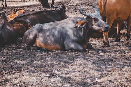 black water buffalo lying on ground thumbnail