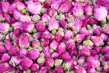 pink flower buds thumbnail