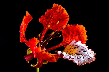 red and white petaled flower in bloom thumbnail