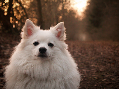 adult white American eskimo thumbnail