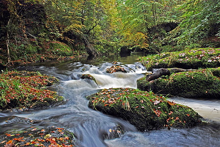 moss on rock on river thumbnail