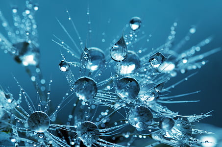water droplets on dandelion with blue background thumbnail