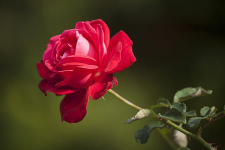 focus photography of red rose thumbnail