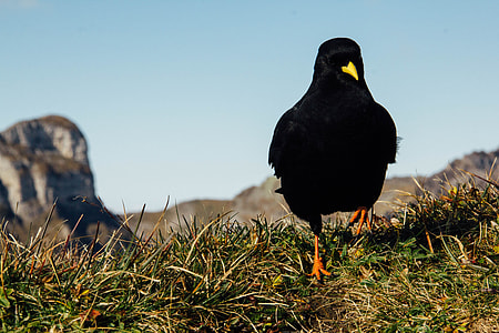 black bird standing on green grass near mountain at daytime thumbnail