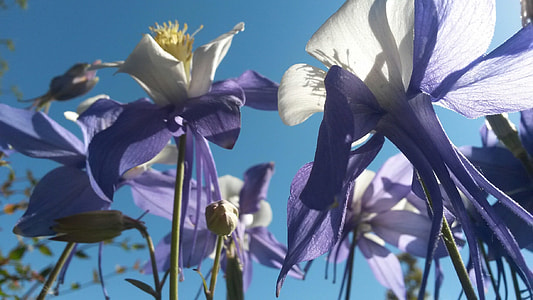 Columbine Flowers, Purple Columbines thumbnail
