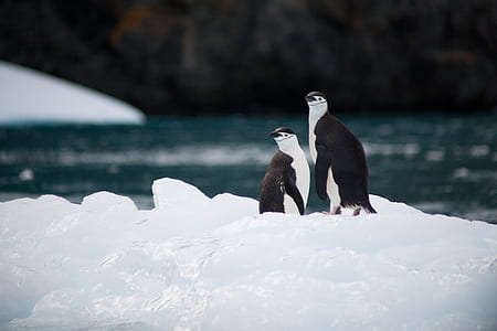 tilt-shift photography of penguins standing on snow thumbnail