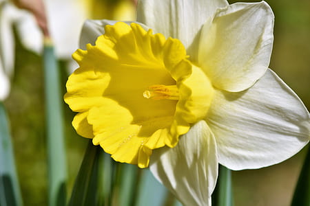 yellow and white flower thumbnail
