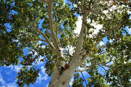 low-angle photo of green leafed tree at daytime thumbnail