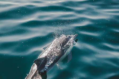 dolphin swimming thumbnail