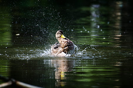 black duck on bodies of water thumbnail