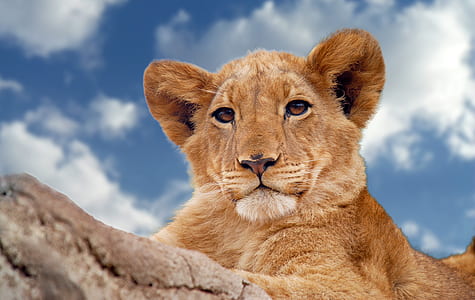 animal, zoo, lion, outdoors thumbnail