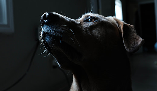 adult yellow Labrador retriever close-up photo thumbnail