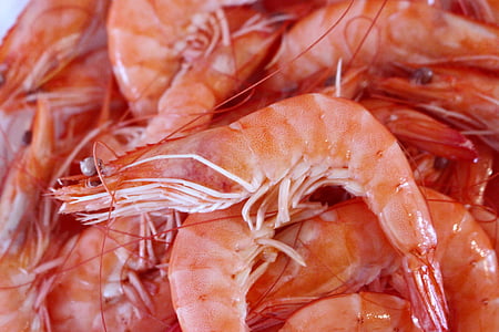 close-up photo of shrimps thumbnail