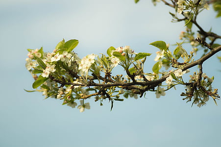closeup photo white petaled flower thumbnail