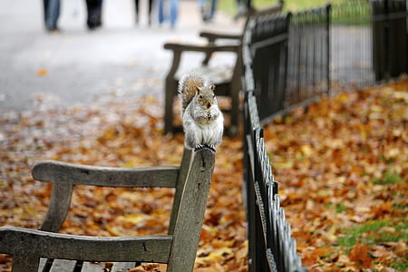 white and brown squirrel on brown wooden armchair thumbnail